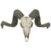 CORSICAN RAM SKULL AND HORNS PLAQUE