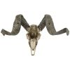 CORSICAN RAM SKULL AND HORNS PLAQUE